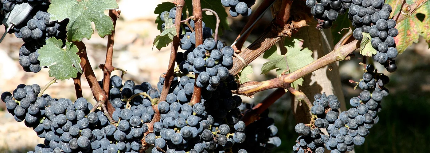 Bordeaux wine region