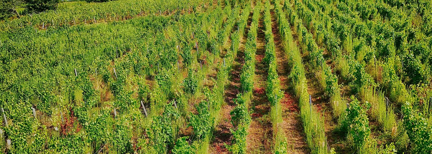 Burgundy wine region