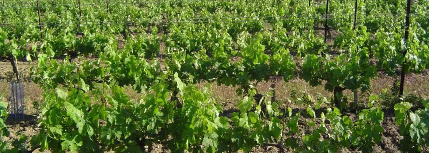 Languedoc-Roussillon wine