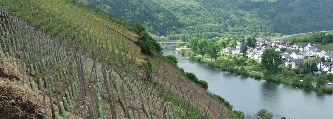 Mosel