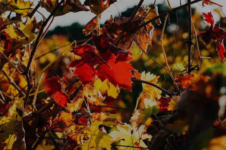 Winery Bodega Tierra Aranda