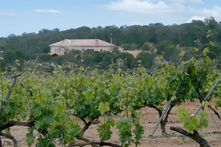 Winery Bodega Uvaguilera