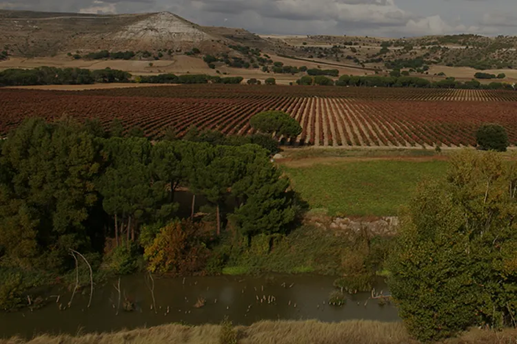 Bodegas Arco de Curiel