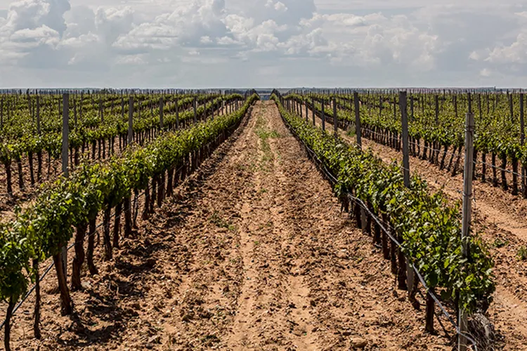 Winery Bodegas Copaboca S.L