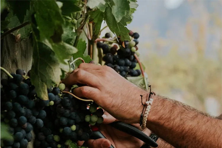 Winery Bodegas Muga S.A