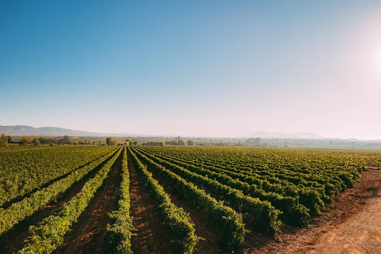 Winery Bodegas Vegalfaro