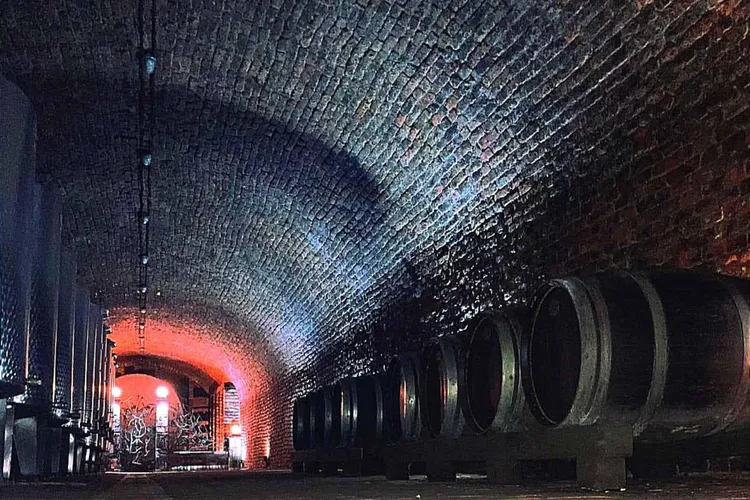 Cellar Bajilo
