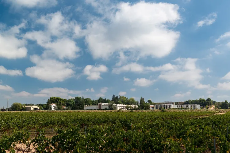 Cellers de Raimat
