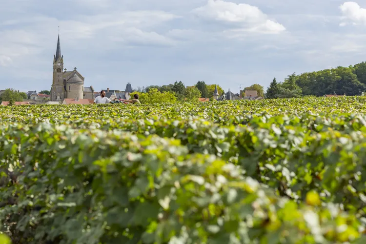 Winery Champagne Hotte-Schmit
