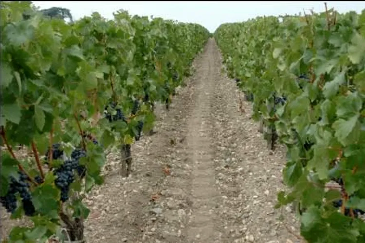 Château Chambert-Marbuzet