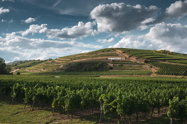 Winery Clos Saint Landelin
