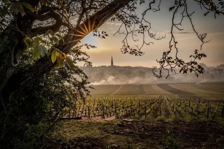 Domaine Bernard MILLOT