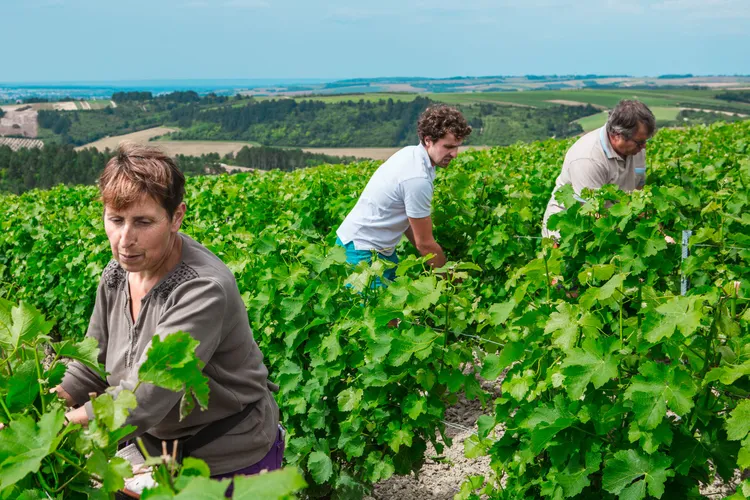 Domaine Sorin-Coquard