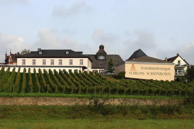 Winery Domänenweingut Schloss Schönborn