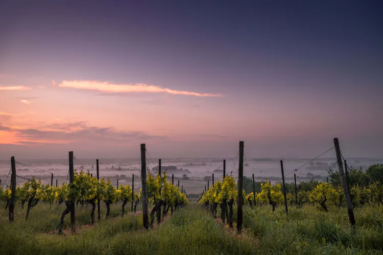 Winery Klosterberg Wein