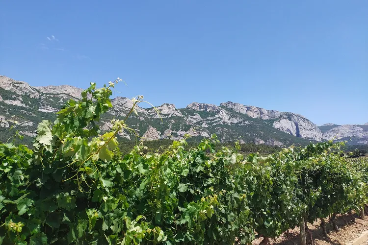 Winery Launa