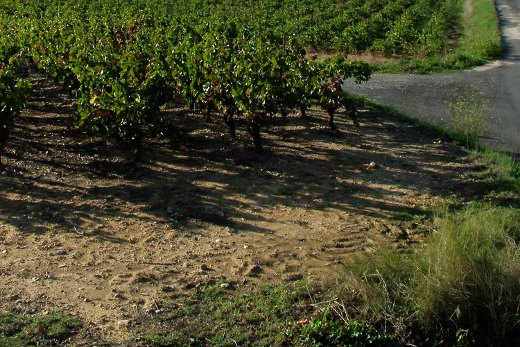 Mas de Daumas Gassac