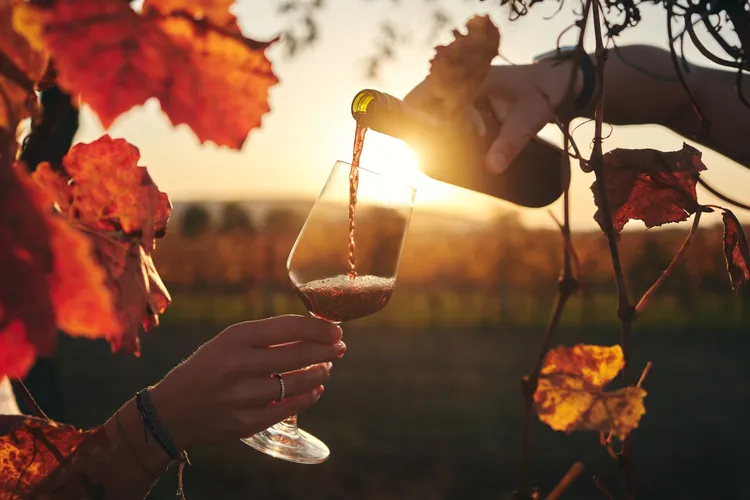 Winery My Burgenland