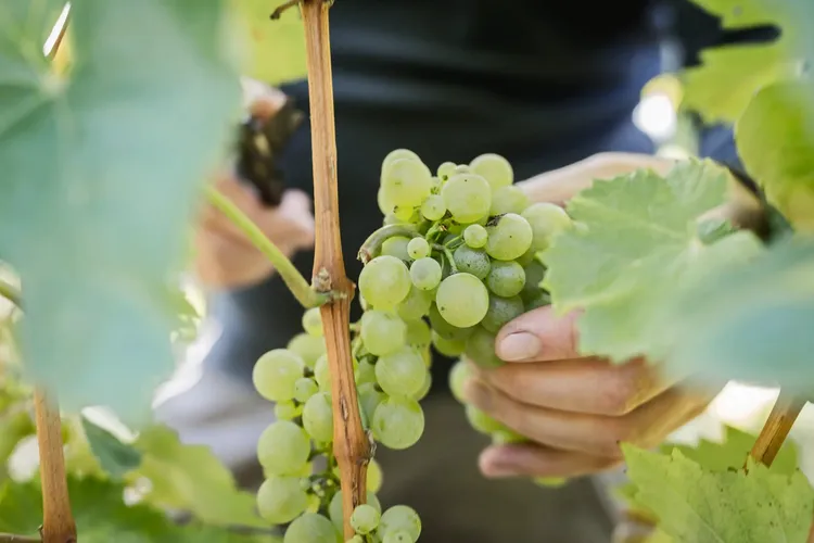Winery Michael Wenzel