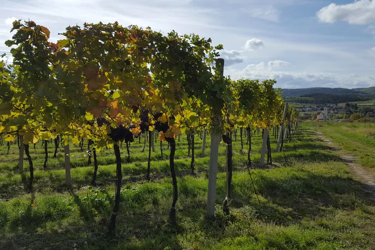 Weinbau und Heurigenlokal Steinschaden-Stifter