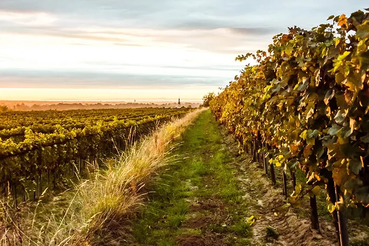 Winery Baumgartner
