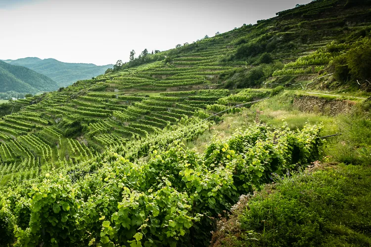 Winery Fink