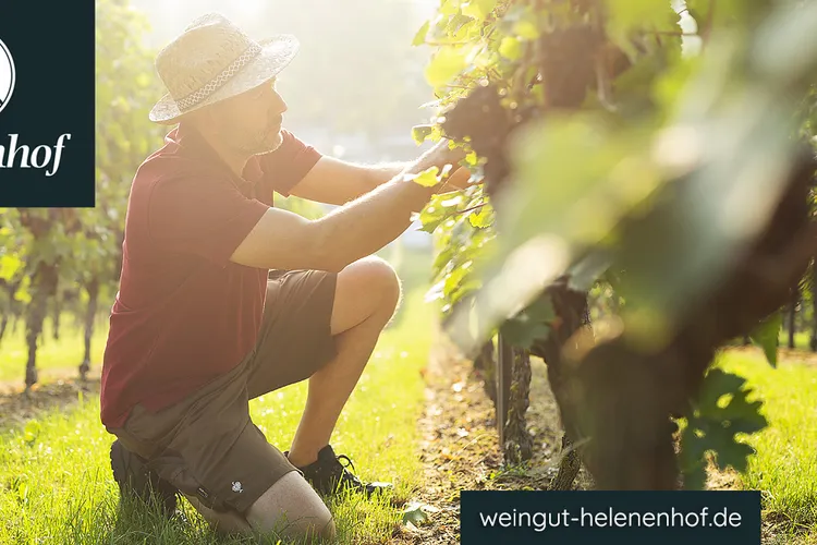 Winery Helenenhof
