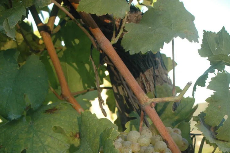Winery Johann Rennhofer