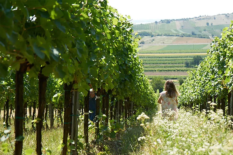 Winery Markus Hoffmann