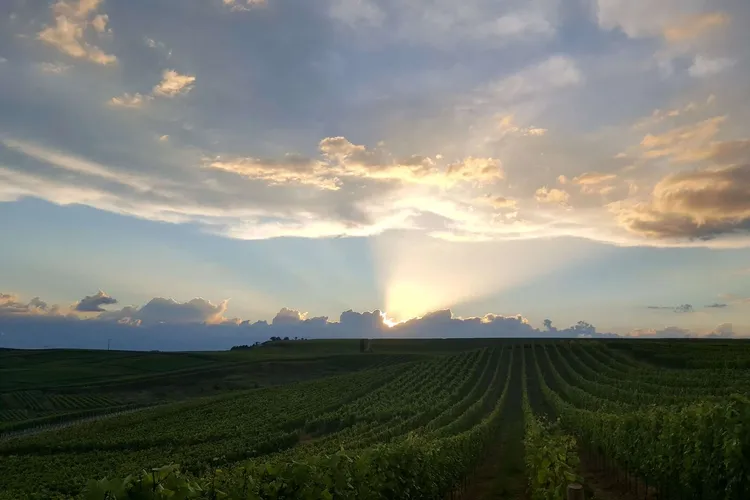 Winery Reith