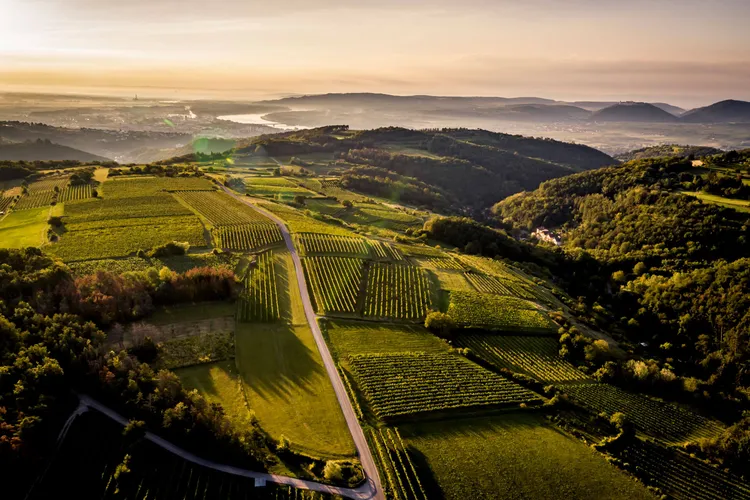 Winery Rieder