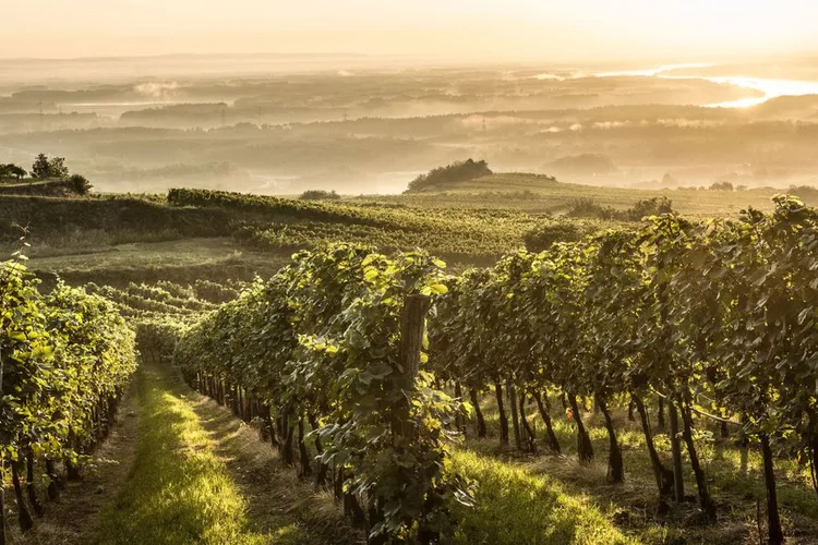 Winery Thiery-Weber (Weinkeller)