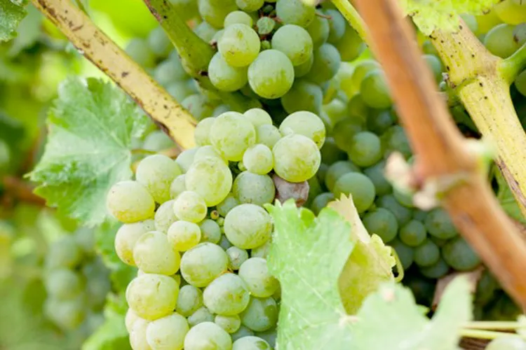 Winery Wenzl